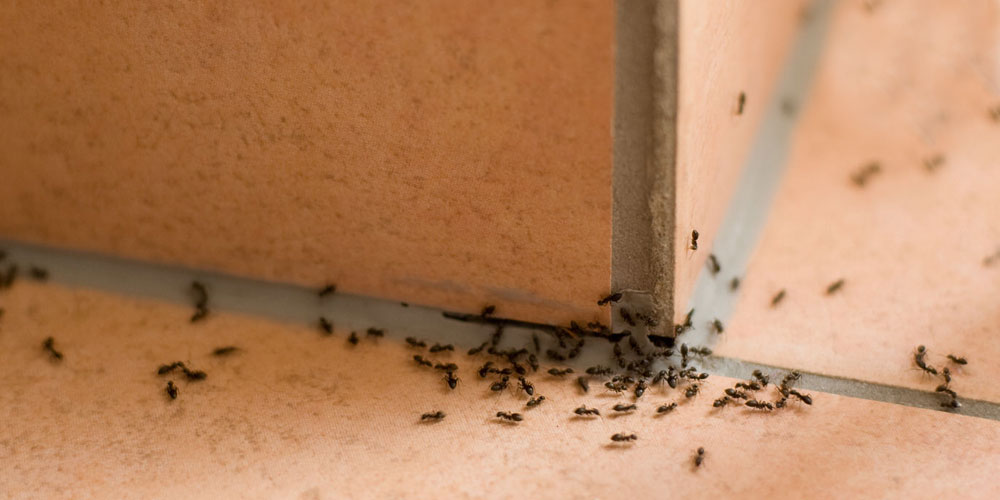 El control de plagas de hormigas