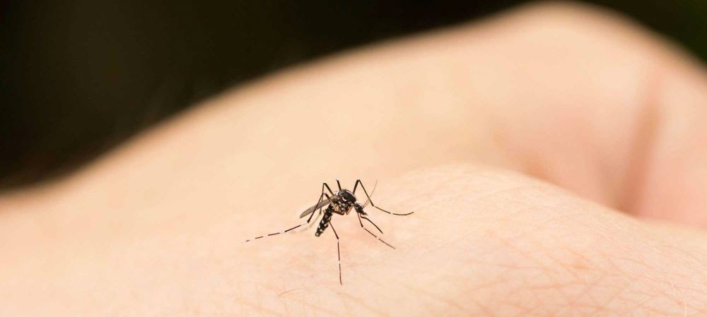 Los mosquitos tigre vuelven al ataque