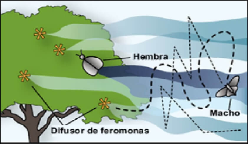 Las feromonas como plaguicidas para insectos