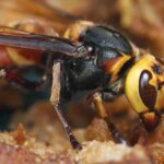 La avispa asiática: ANECPLA alerta sobre su peligro