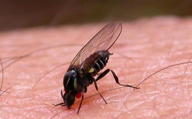 La mosca negra: Una plaga feroz que atenta contra humanos y animales