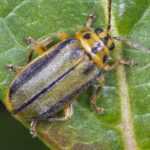 La plaga de galeruca, otra vez en Madrid