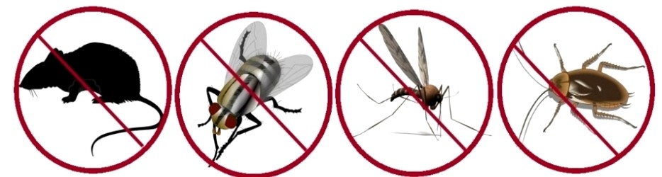 principales tipos de plagas de insectos