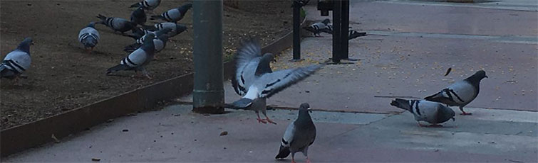 ahuyentar palomas con enfermedades