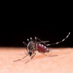 Tipos de Picaduras de Insectos