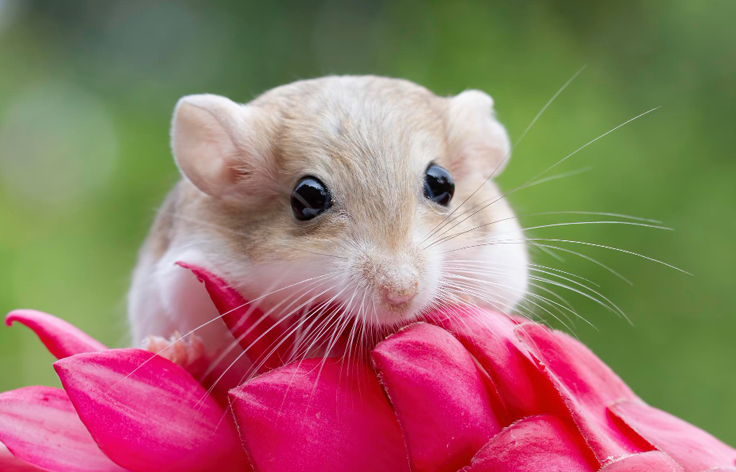 Veneno casero para Ratas 