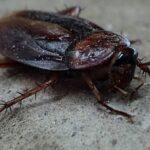¿Qué tipos de cucarachas hay en España?