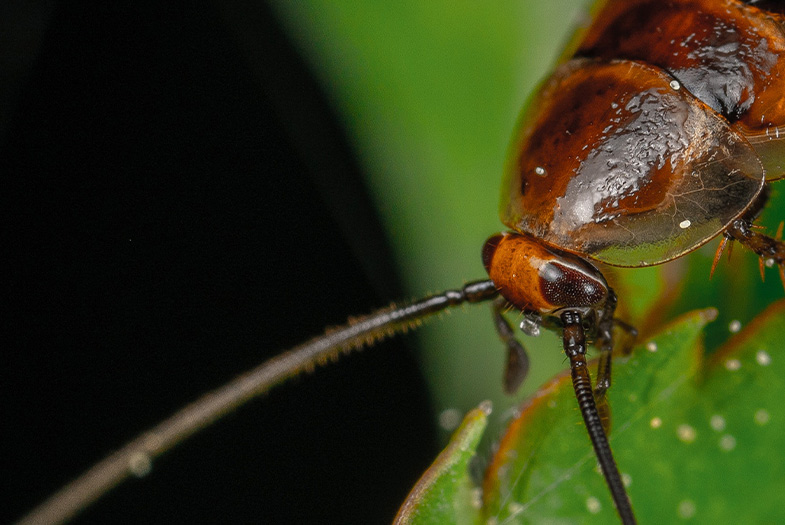 Imagen de una cucaracha voladora