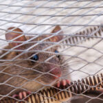 ¿Es efectivo el uso de trampas caseras para ratas y ratones?