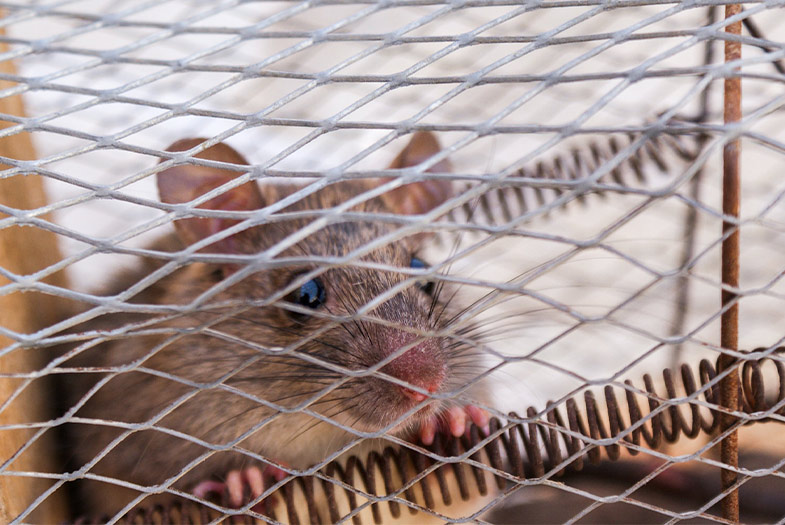 Ratones atrapados en una jaula de trampa. dentro de trampas para