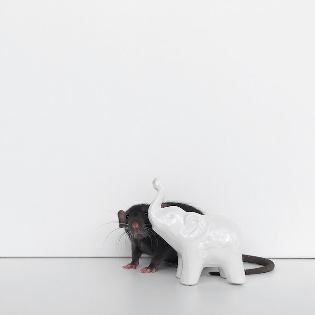 imagen de una rata con una figura de elefante antes de caer en un cebo para ratas