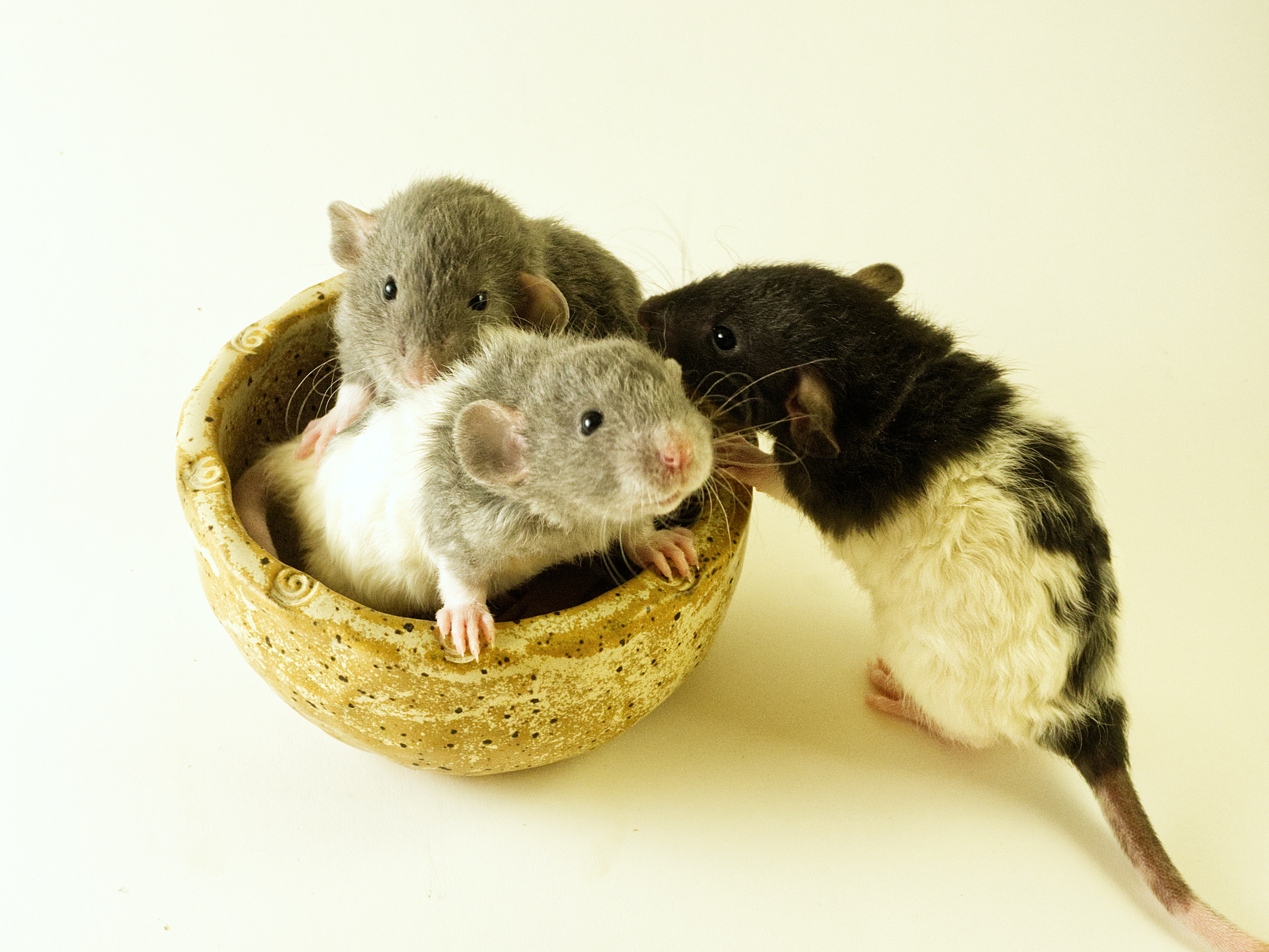 evitar plagas de ratones en casa