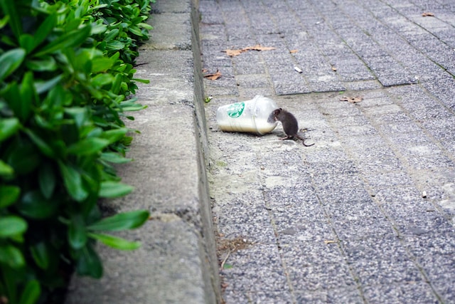 imagen de una rata comiendo alimenbtos de un vaso tirado en el suelo por una plaga de roedores en comunidad de vecinos