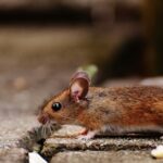 Roedores en las comunidades de vecinos