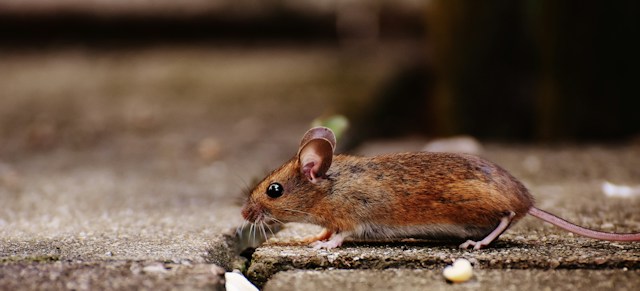 imagen de una rata que pertenece a una plaga de roedores en una comunidad de vecinos