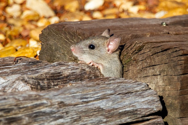 imagen de un raton escondido en una comunidad de vecinos 